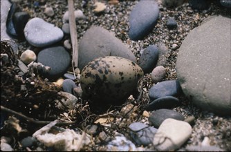 Oeufs de sterne sur une plage