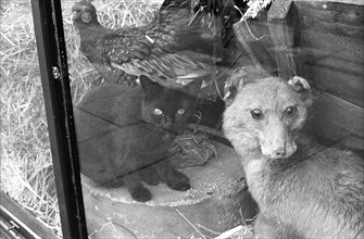 Vitrine d'une boutique à Londres