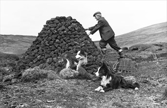 Séchage de mottes de tourbe en Irlande