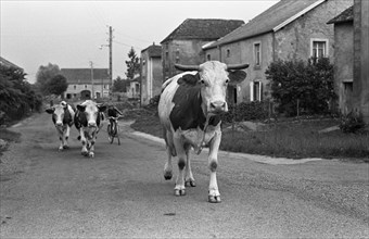 Vaches  traversant un village français, 1973