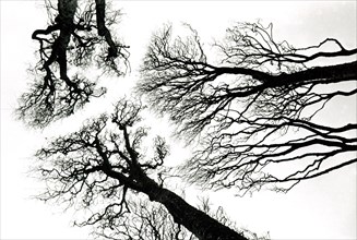 Winter trees, Galway