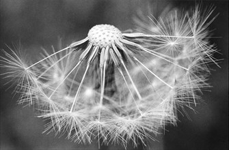 Taraxacum officinale