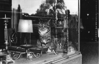 Vitrine d'un antiquaire à Amsterdam