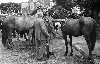 Killorglin horse fair, 1980
