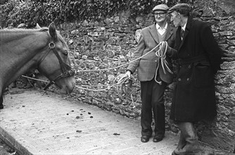 Killorglin horse fair, 1980