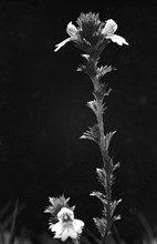 Euphrasia officinalis