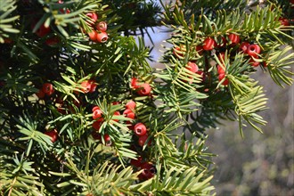 Taxus baccata