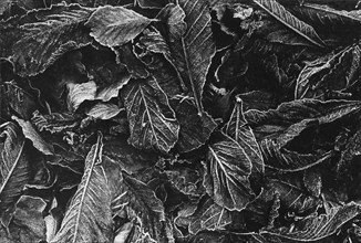 Feuilles mortes