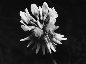 Trèfle blanc