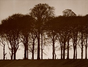 Arbres, impression sur cuivre