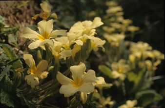 Primevère officinale