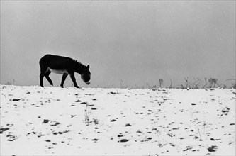 Âne dans la neige