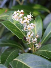 Cherry laurel, Prunus laurocerasus