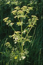 Maceron, Smyrnium olusatrum
