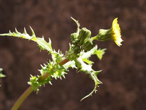Chardon des champs, Sonchus asper
