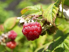 Raspberry, Rubus