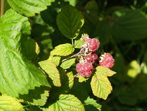 Raspberry, Rubus