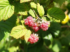 Raspberry, Rubus