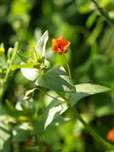 Scarlet pimpernell, Anagallis arvensis