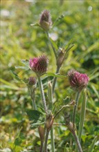 Red Clover, Trifolium pratense