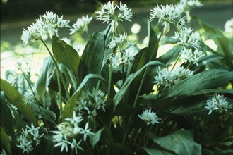 Ail des ours, Allium ursinum