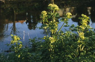 Alexanders by Dodder, Smyrnium olusatrum
