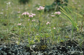 Oeillet prolifère, Petrorhagia prolifera