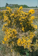 Gorse, Ulex europaeus