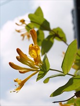 Honeysuckle, Lonicera periclymenum