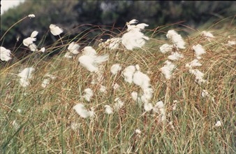Linaigrette, Eriophorum angustifolium