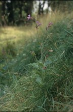 Silène armérie, Silene armeria