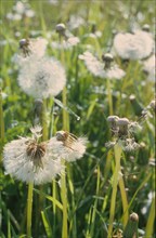 Pissenlit, Taraxacum officinale