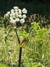 Hogweed, Heracleum sphondylium