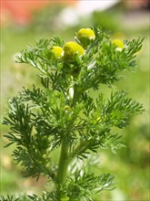 Mayweed, Matricaria discoidea