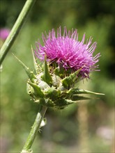 Chardon marie, Silybum marianum, at Vauclair