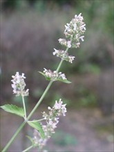 Nepeta cataire, Catnip, at Vauclair Abbey, France