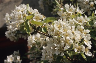 Bird Cherry, Prunus padus