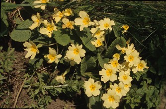 Cowslip, Primula officinale