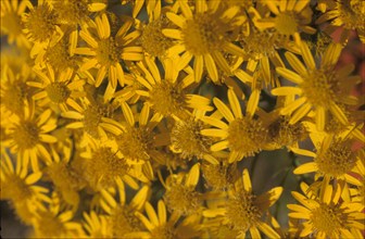 Ragweed flowering head, Senecio jacobea