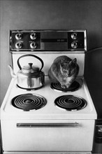 Chat sur une cuisinière.
Irlande, 1975
