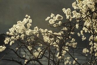 Clematis vitalba, Old Man’s Beard
