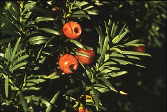 Taxus baccata, yew tree, with arils
