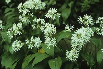 Wild Garlic, Allium ursinum