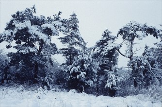 Neige sur les arbres à Cloonlara, Irlande