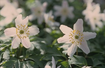 Anemone, Anemone nemorosa, Bloemendaal