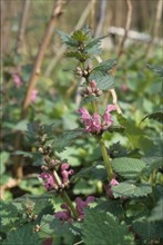 Black Horehound, Ballota nigra