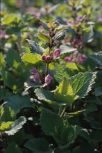 Ballota nigra, Black Hoarhound at Bloemendaal, Holland