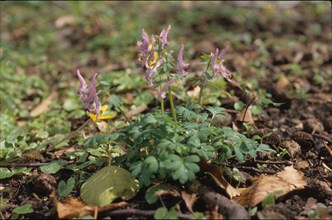 Fumatory, Fumaria officinalis