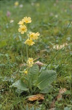 Oxslip, Primula elator