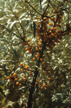 Sea Buckthorn, Hippophae rhamnoides